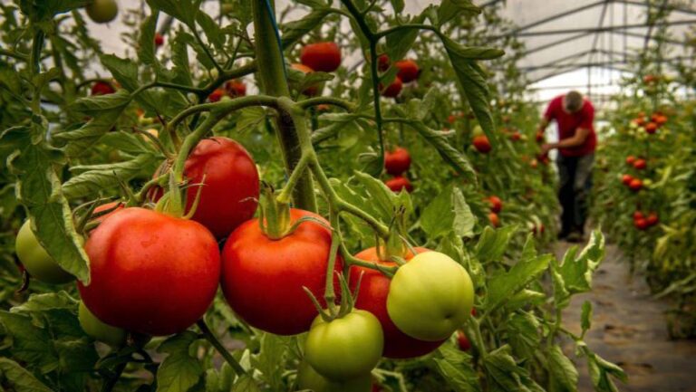 Los 7 tomates más populares