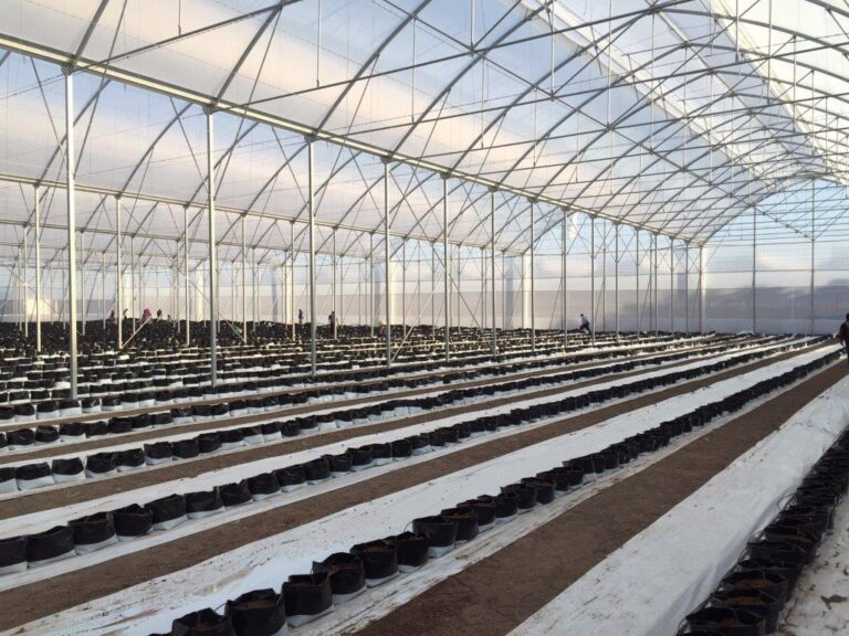 MSC-IMA presentan su nuevo Invernadero con capillas de 12,80 de luz
