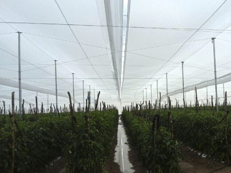 Invernaderos de MSC salvan plantaciones de intensas granizadas en México