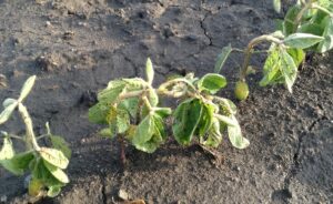 quemaduras por herbicida