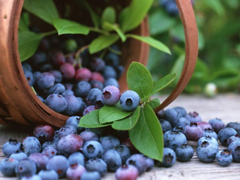 Desarrollo de estructuras protegidas para el cultivo de Arándanos
