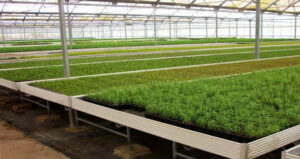cultivo