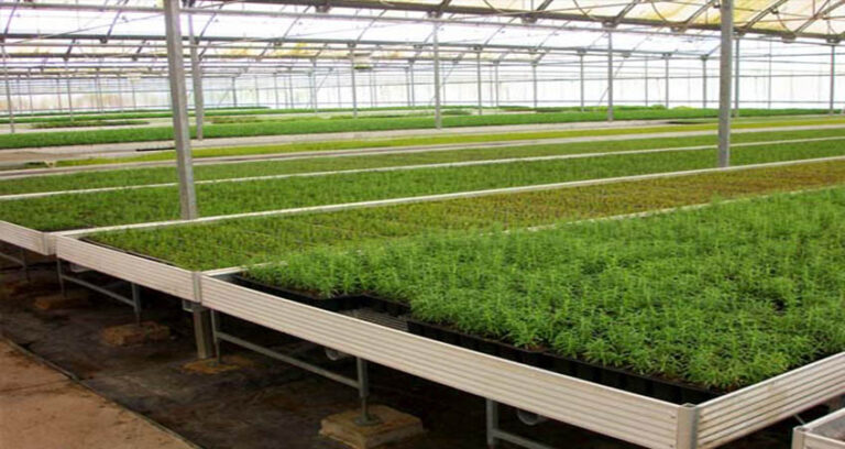 Mesas de cultivo, sencillez y eficacia de un invernadero