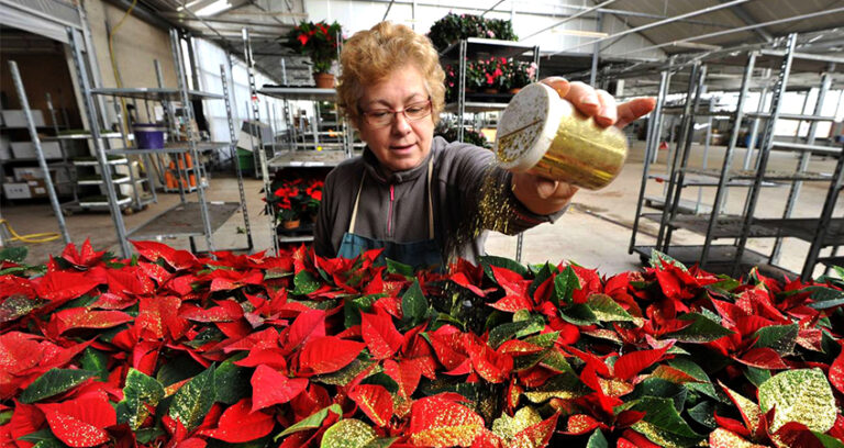 La Flor de Pascua, un icono navideño imprescindible en nuestro hogar