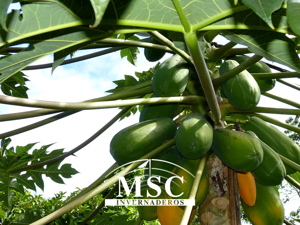 Papaya