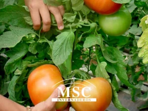 Tomates sin semillas