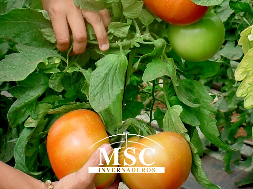 Tomates sin semillas