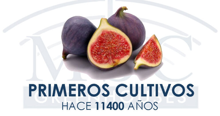 primeros cultivos
