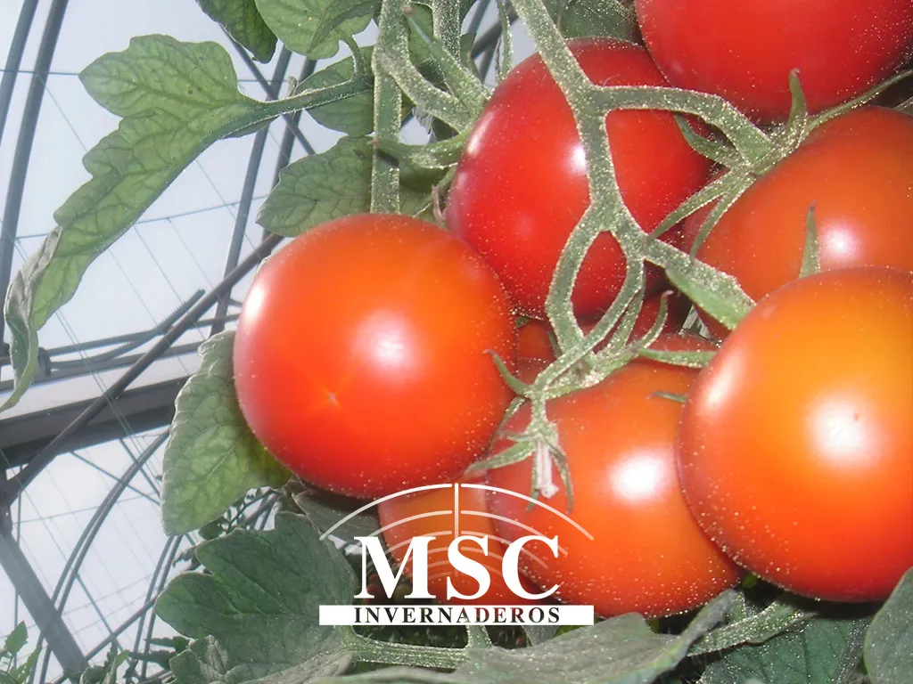 10 tendencias en el consumo de frutas y hortalizas