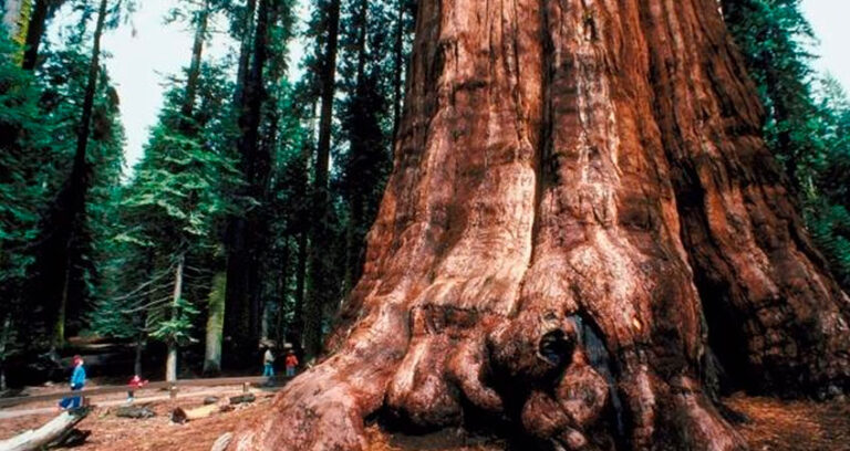 ¿Cuál es el árbol más alto del mundo?