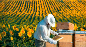 abejas