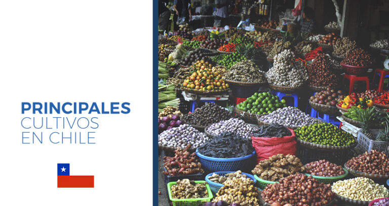 cultivos en chile