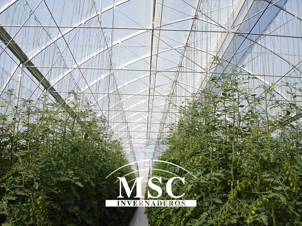Ventajas de cultivar en invernadero