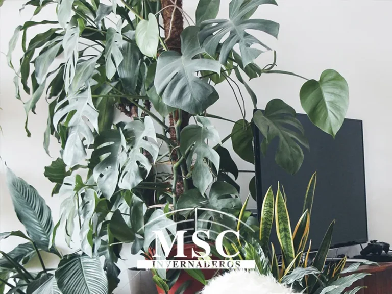 Ventajas de tener plantas en casa
