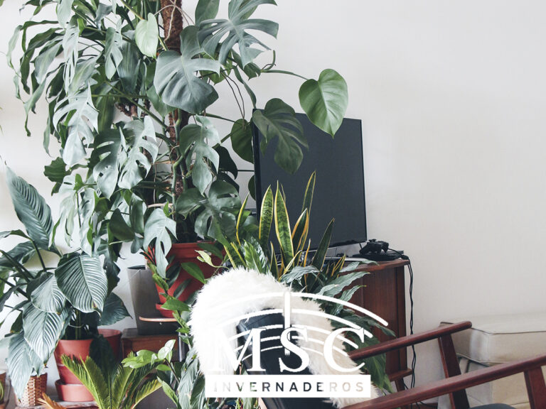 Ventajas de tener plantas en casa