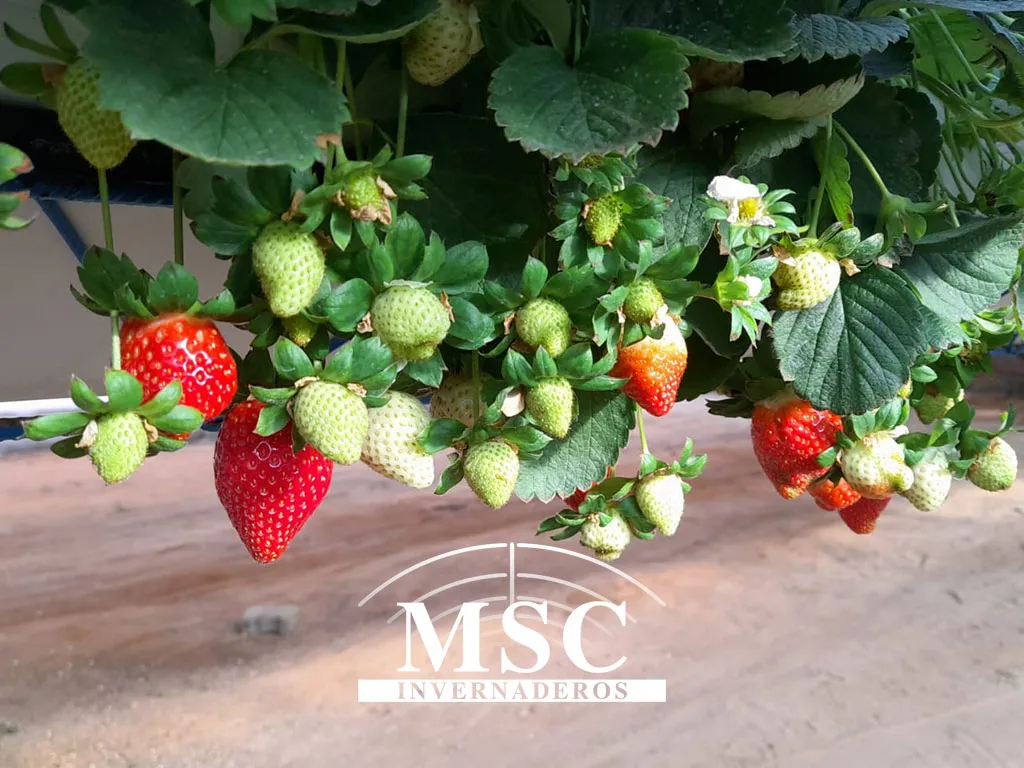 Cultivo de fresas en invernaderos