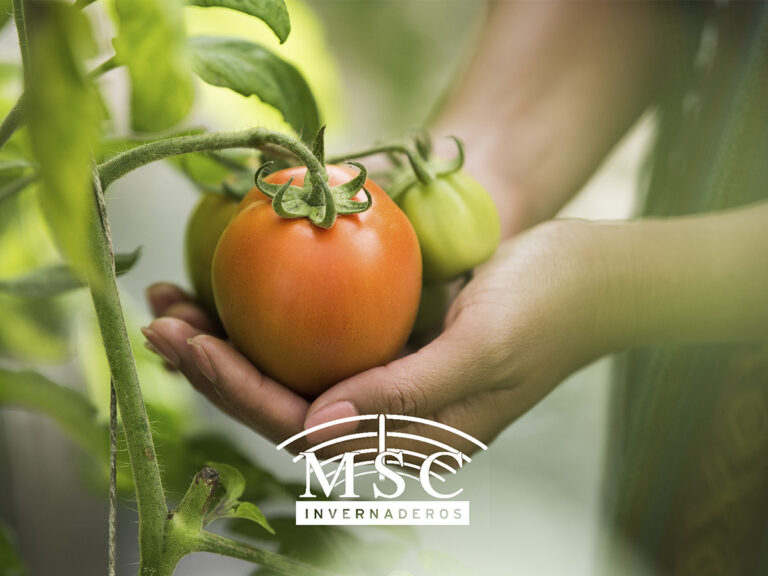 Primer informe del virus de la fruta rugosa marrón del tomate en Turquía