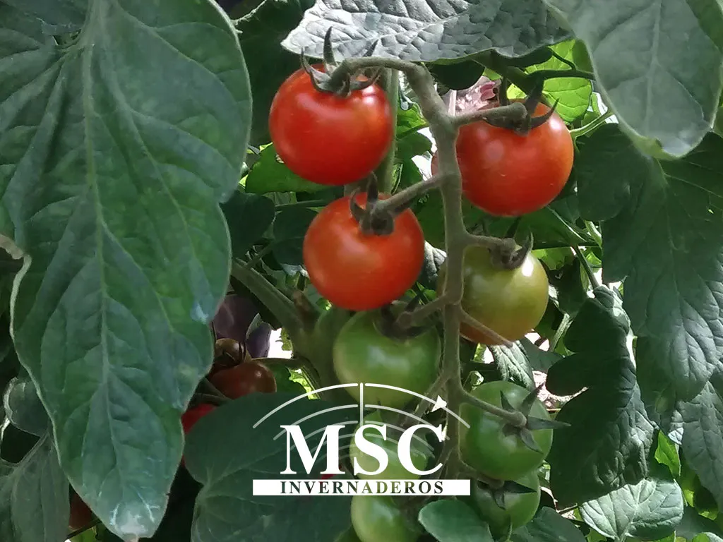Primer-informe-del-virus-de-la-fruta-rugosa-marrón-del-tomate-en-Turquía