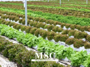 Cuál-es-el-mejor-invernadero-en-el-cultivo-de-hortalizas