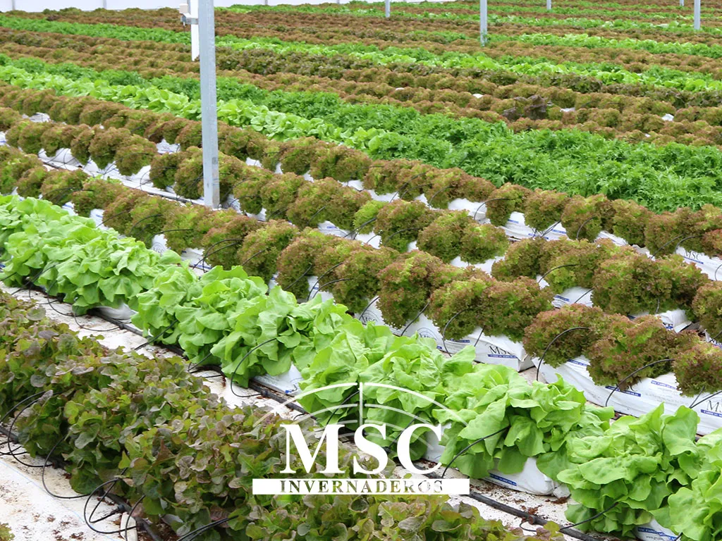 Cuál-es-el-mejor-invernadero-en-el-cultivo-de-hortalizas