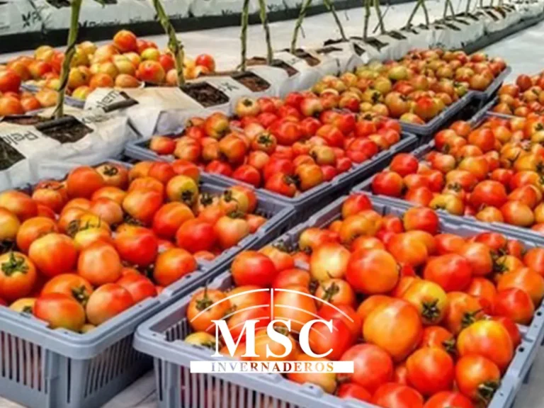 Humidity adapted greenhouse project realised in Nigeria