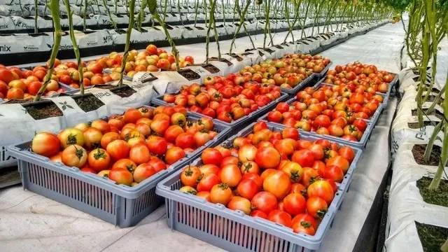 Humidity adapted greenhouse project realised in Nigeria 2
