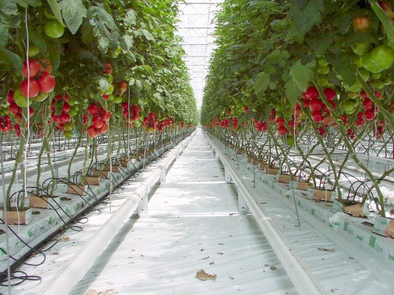 Invernaderos para cultivar en invierno