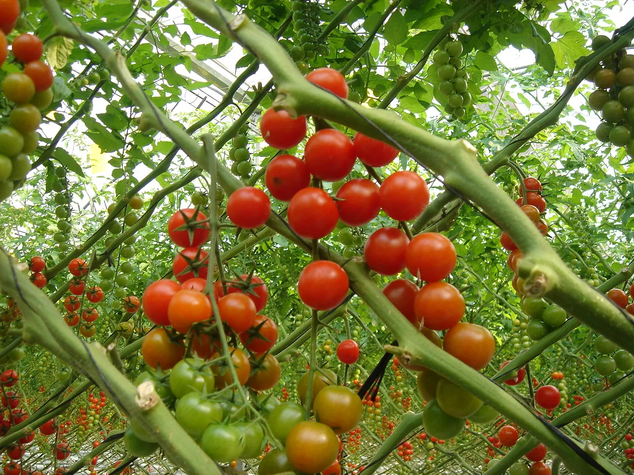 Innovaciones agrícolas (0)