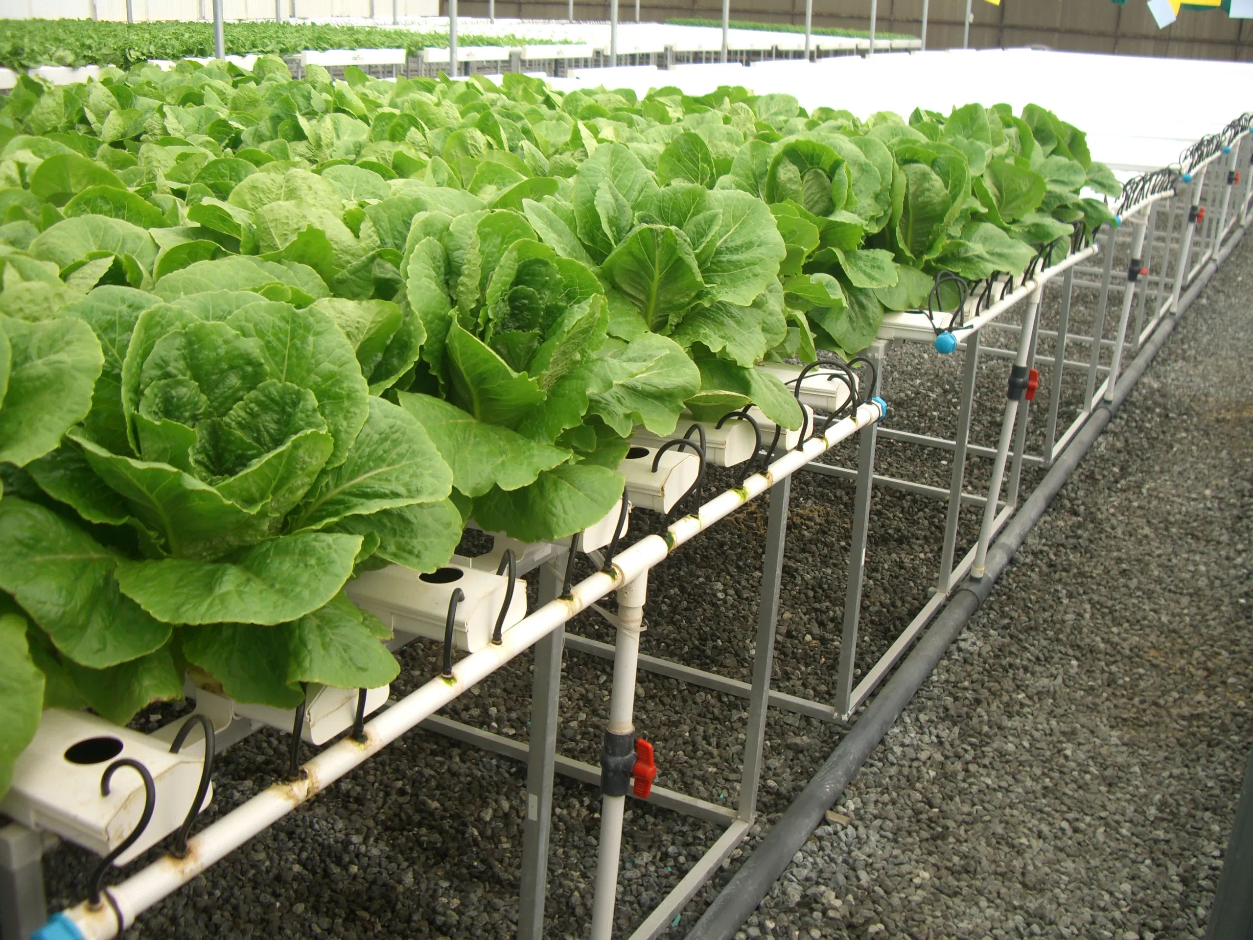 Innovaciones agrícolas